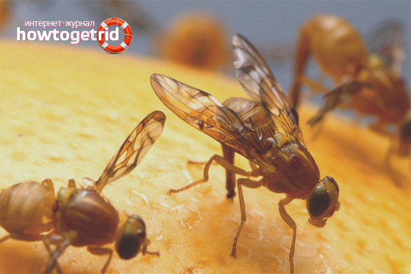 Comment se débarrasser des moucherons