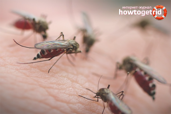 Comment se débarrasser des piqûres de moustiques