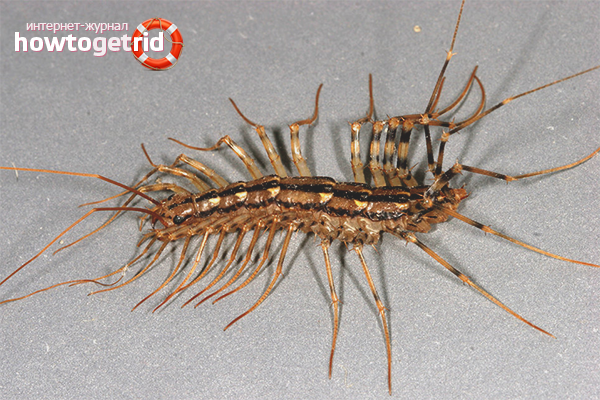Comment se débarrasser des mille-pattes