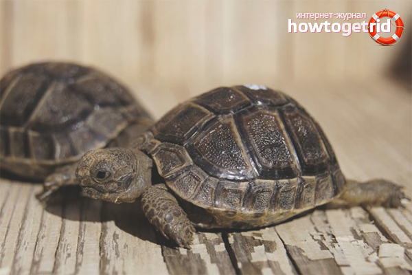 Comment prendre soin d'une tortue terrestre