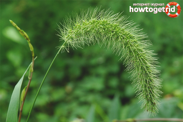 Comment se débarrasser de l'agropyre