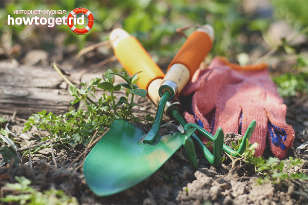 Comment supprimer les méthodes folkloriques de l'herbe de blé