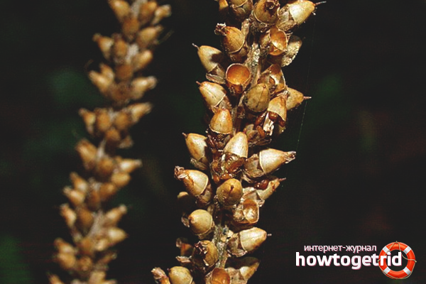 Graines de plantain pour la constipation