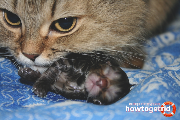 Comment donner naissance à un chat