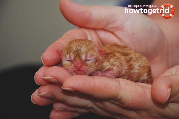 Comment donner naissance à un chat