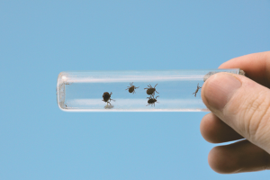 Comment attraper une tique chez une personne