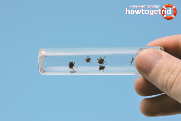 Comment attraper une tique chez une personne