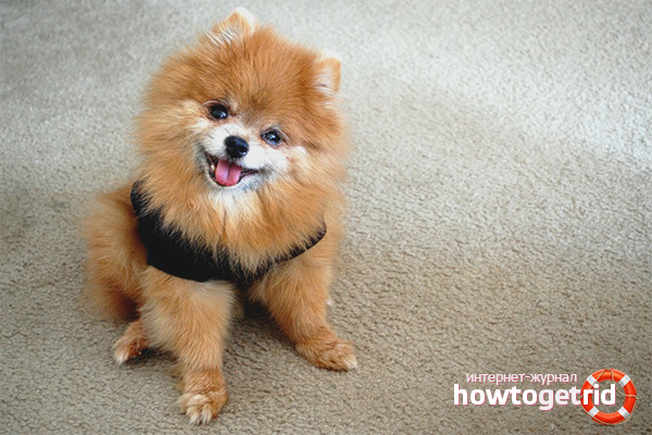 Comment former un Spitz