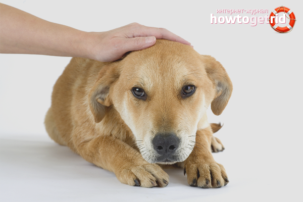 Comment augmenter l'immunité des chiens