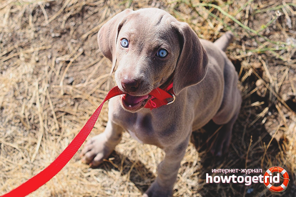 Comment former un chiot à une laisse et à un collier