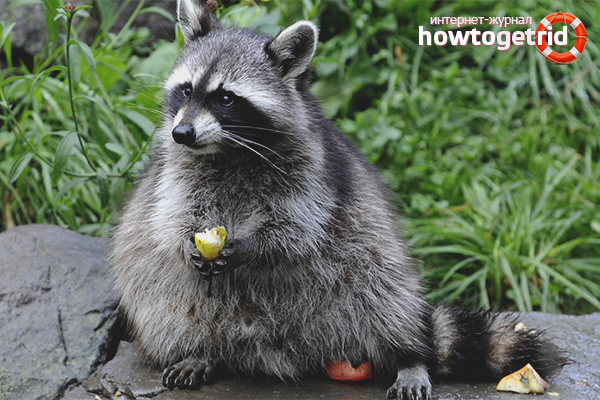 De quoi nourrir un raton laveur