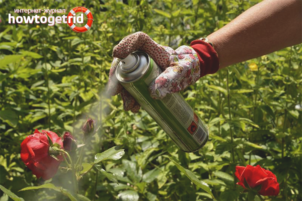 Produits chimiques contre les pucerons sur les roses
