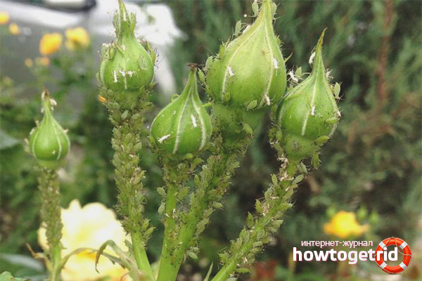 Remèdes populaires pour les pucerons