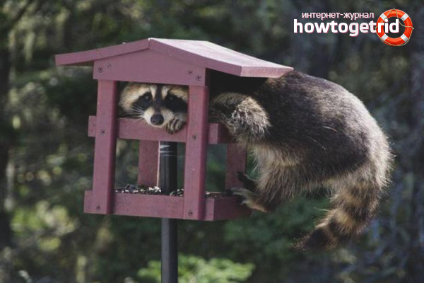 Amélioration de l'habitat pour raton laveur