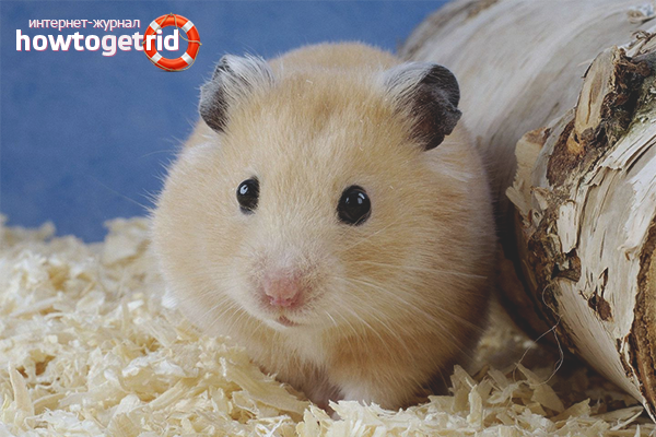 Gestion du stress des hamsters