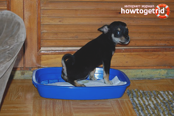 Comment apprendre un jouet terrier au plateau