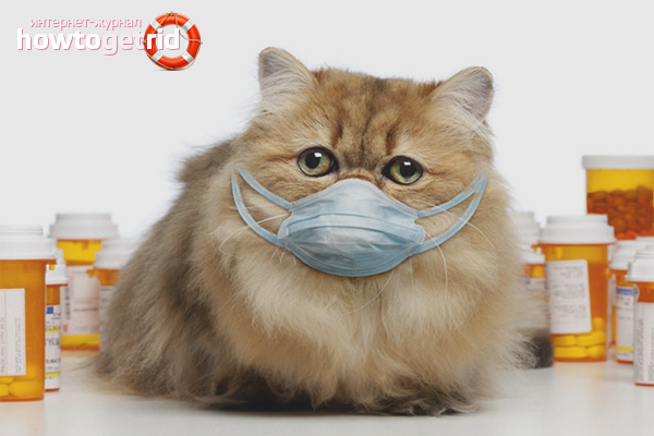 Coryza chez les chats