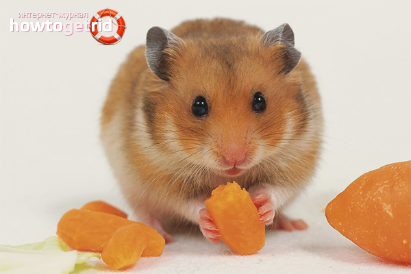 Caractéristiques d'alimentation du hamster
