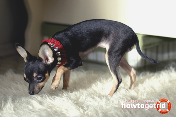 Caractéristiques de l'apprentissage d'un jouet terrier sur le plateau