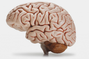 Comment nettoyer les vaisseaux cérébraux