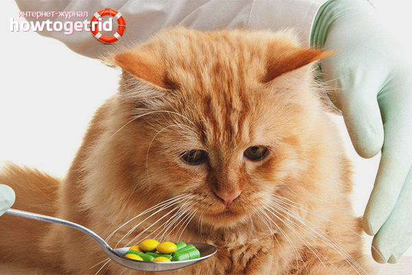 Comment donner une pilule de ver à un chat