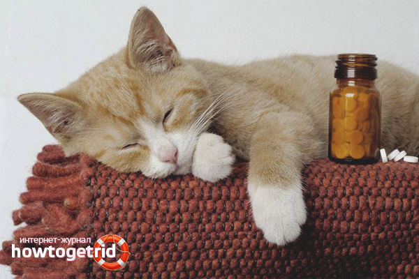 Comment donner une pilule à un chat