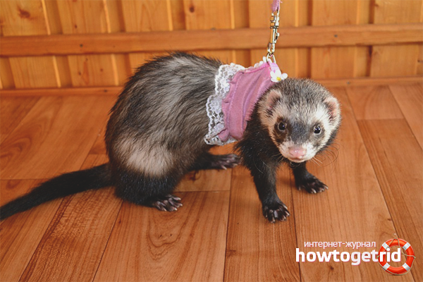 Être parent d'un furet