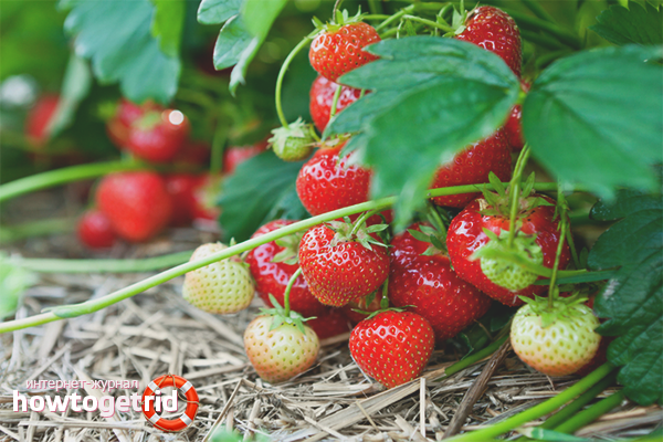 Comment planter des fraises