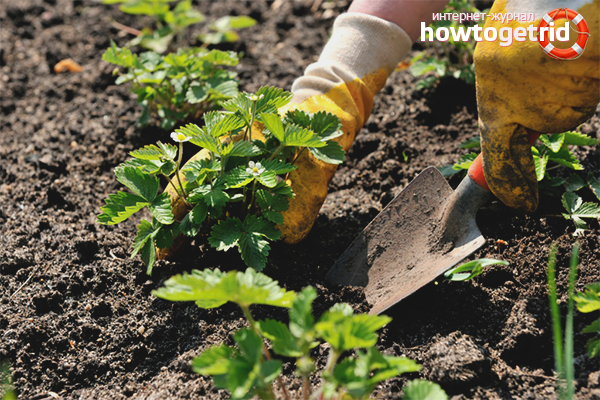 Plantation de fraises