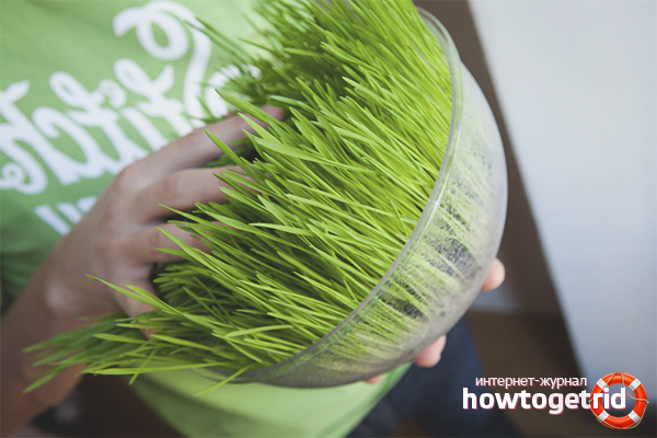 Manger du blé germé vert