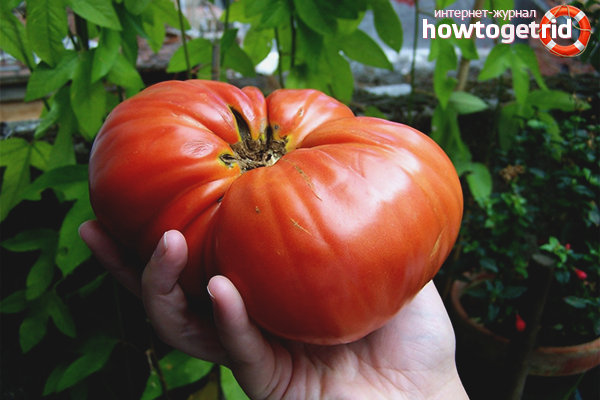 Comment faire pousser de grosses tomates