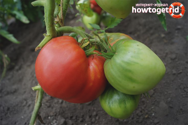 Engrais pour la culture de grosses tomates