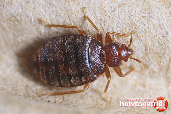 Comment faire face aux punaises de lit