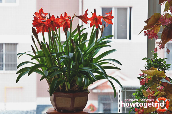Comment faire fleurir l'hippeastrum