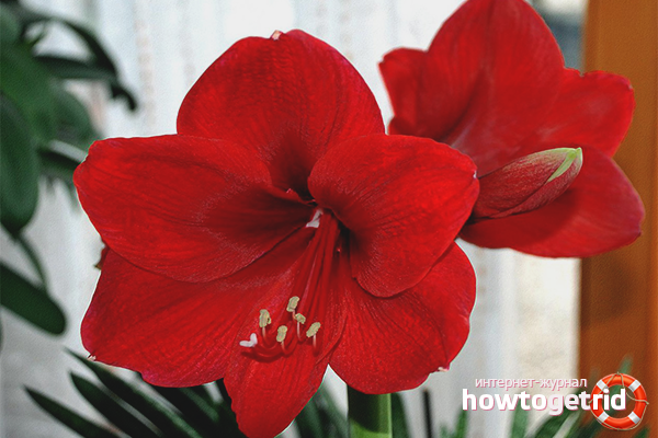 Soins Hippeastrum