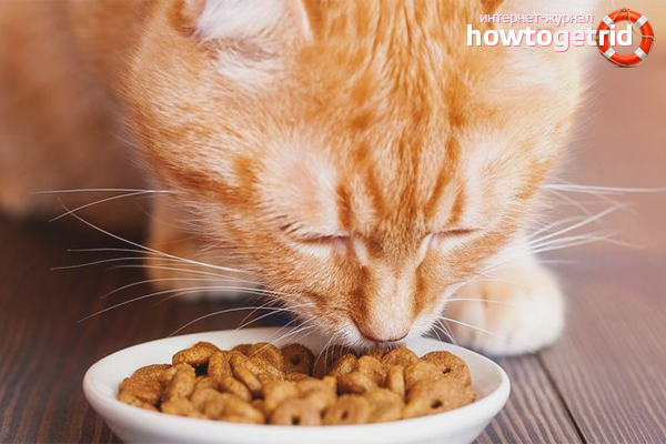 Comment nourrir un chat après la castration