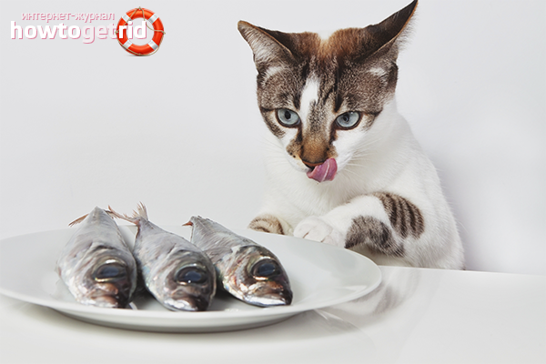 Chat castré nourrissant des aliments naturels