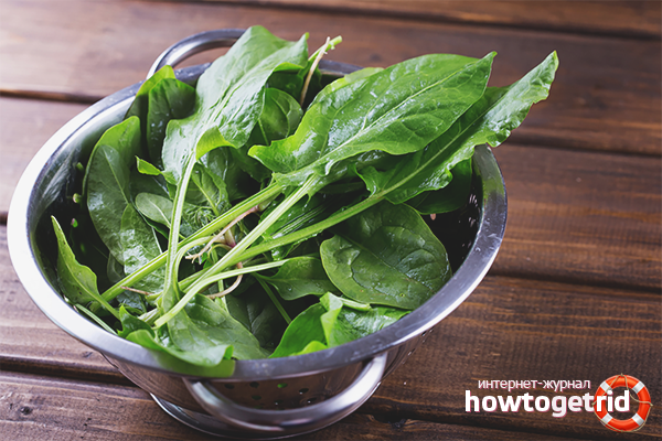 Oseille pour enceinte