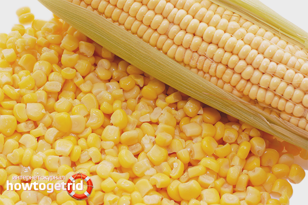 Le mal du maïs en conserve