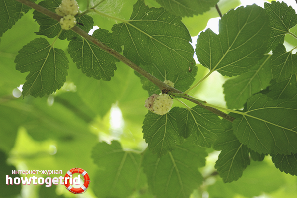 Les bienfaits des feuilles de mûrier