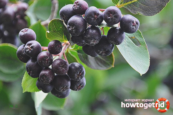 Les bienfaits du sorbier pour les hommes