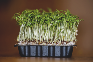 Les avantages et les inconvénients du cresson