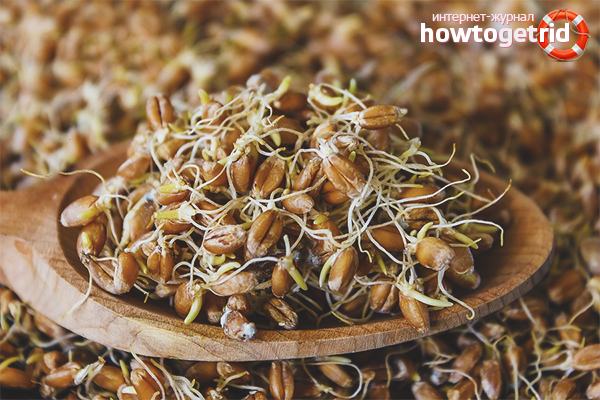 Blé germé pour les femmes enceintes