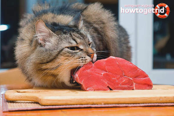 kak-kota-perevesti-s-suhogo-korma-na-naturalnuju-pishhu