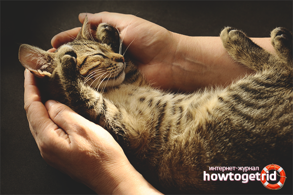 Comment enseigner un chat aux mains
