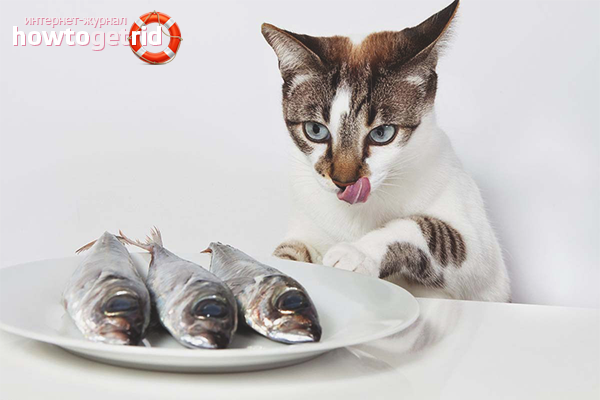 Le chat mange du poisson