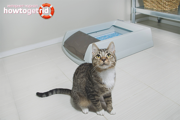 Traiter la constipation chez un chat à la maison