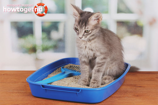 Constipation du chat