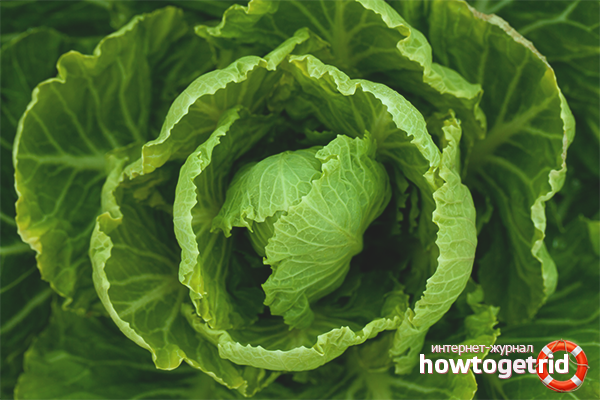 Traitement des feuilles de chou