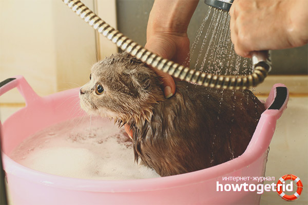 Comment baigner un chaton pour se débarrasser des puces